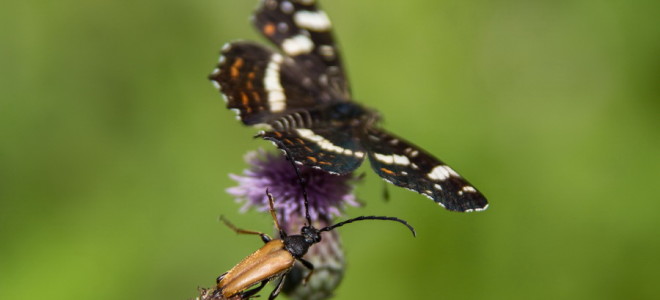 Schmetterling Makroaufnahme