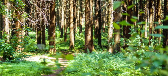 Waldbaden - Shinrin-Yoku - Herchenhain