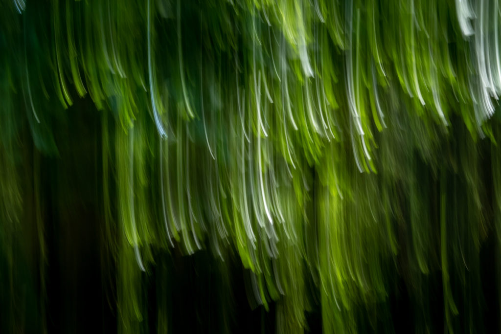 Fotografie mit Flow - Waldbaden