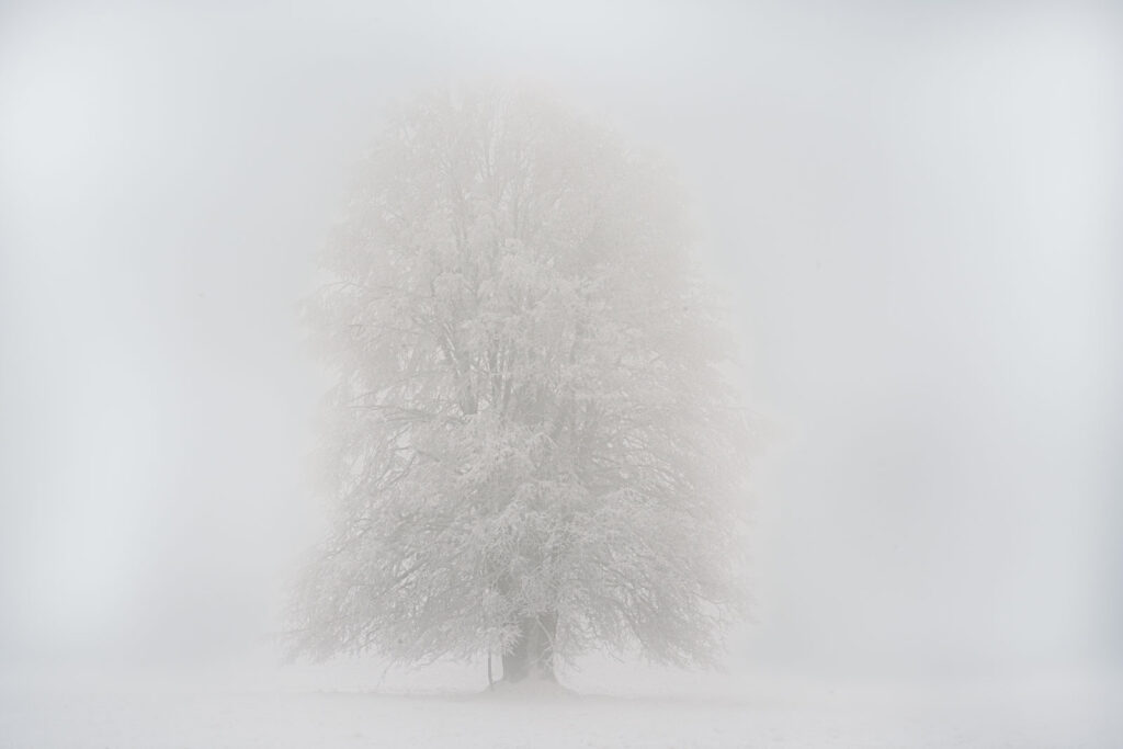 Raureif und Nebel im Hohen Vogelsberg