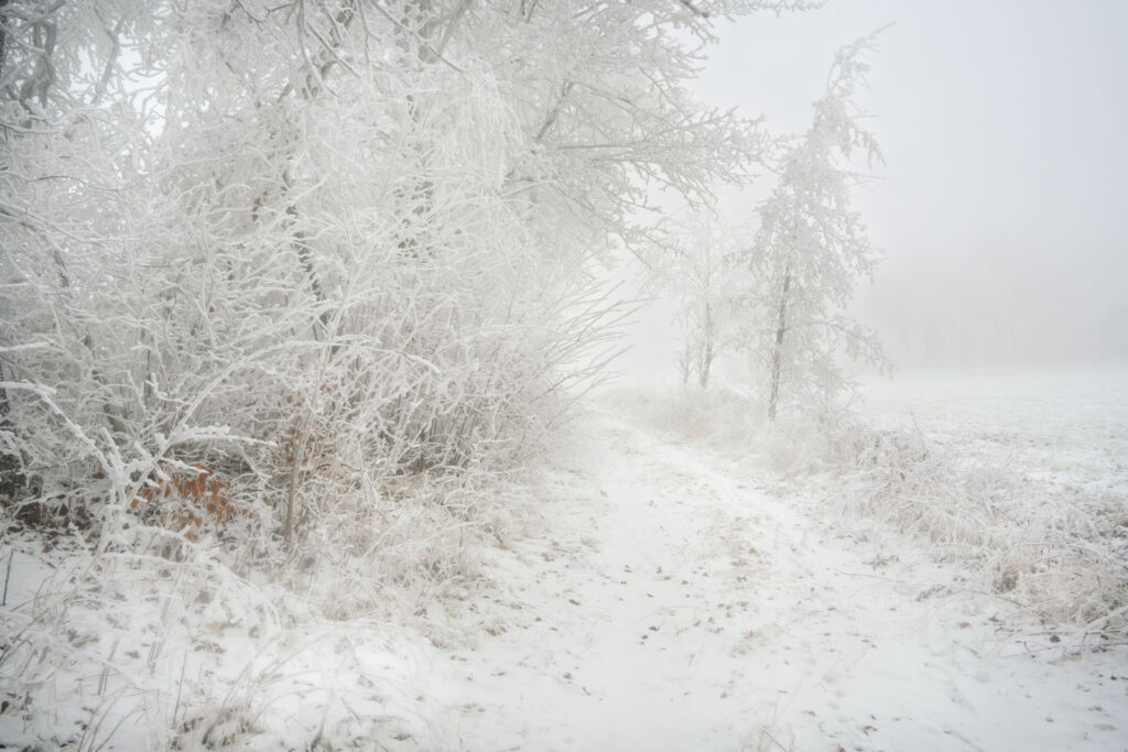 Raureif und Nebel im Hohen Vogelsberg