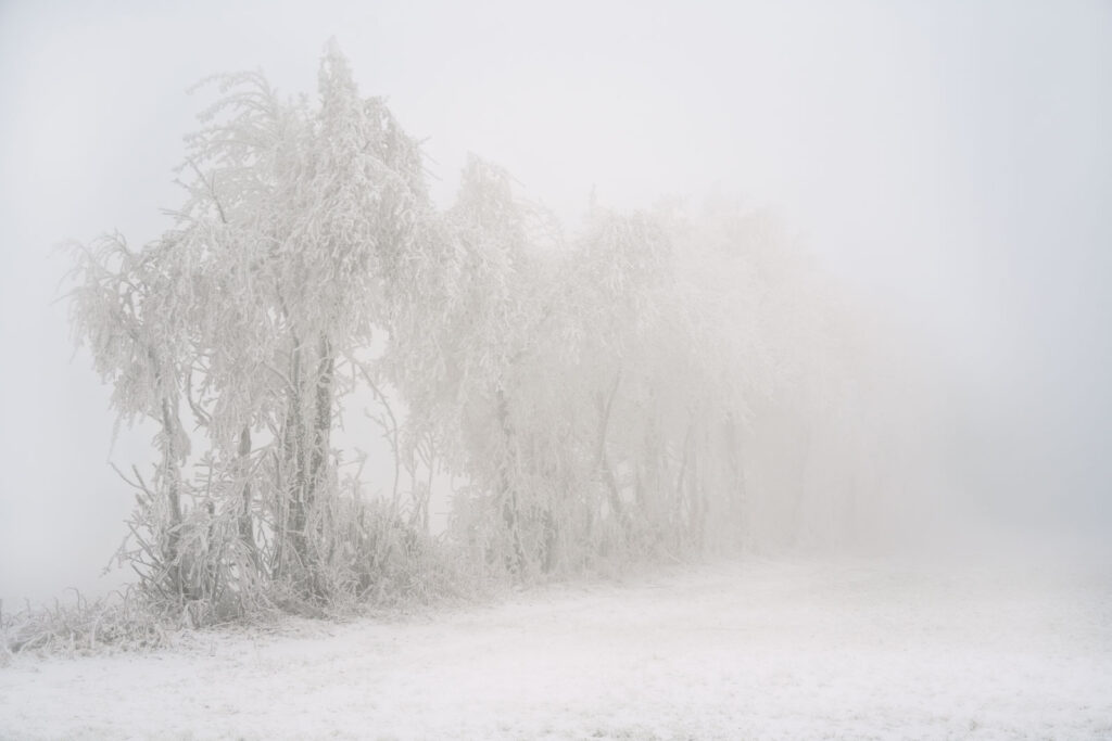 Raureif und Nebel im Hohen Vogelsberg