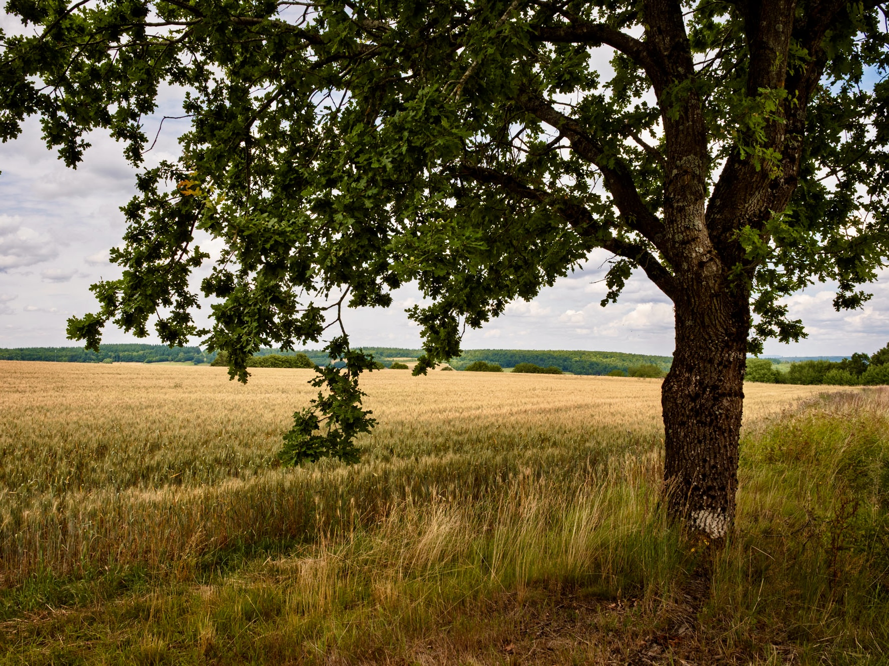 Hotspot-Steigertal-Vogelsberg