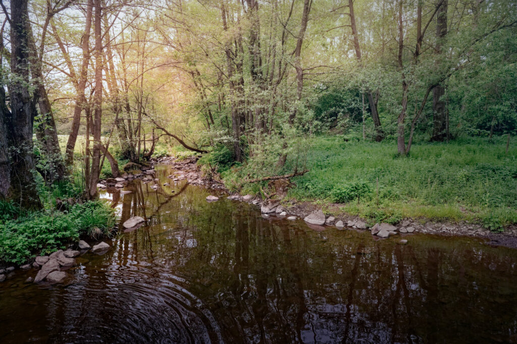 Frühlingserwachen-Vogelsberg
