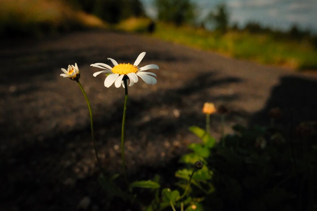 bilder-mit-seele-sommer-im-vogelsberg