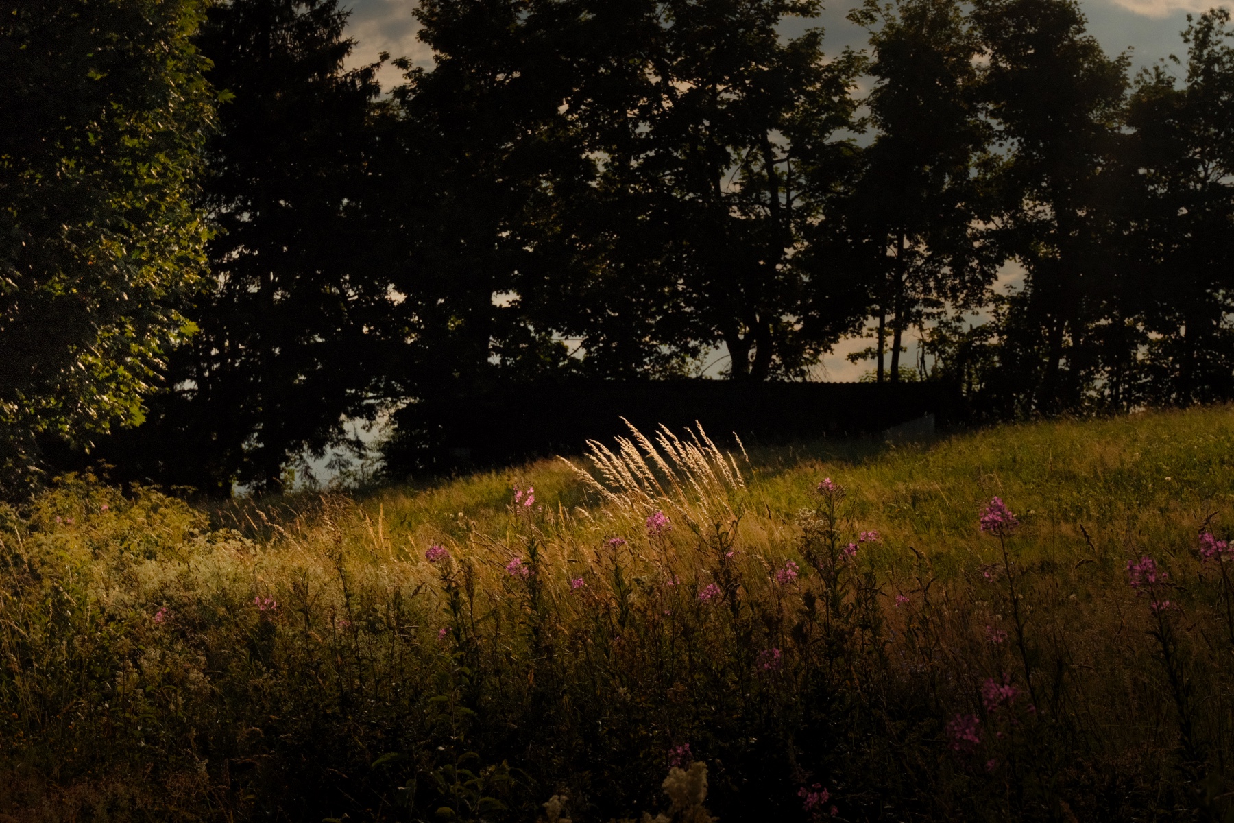 bilder-mit-seele-sommer-im-vogelsberg