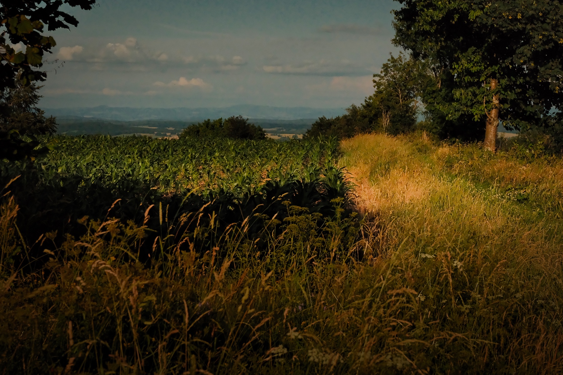 bilder-mit-seele-sommer-im-vogelsberg
