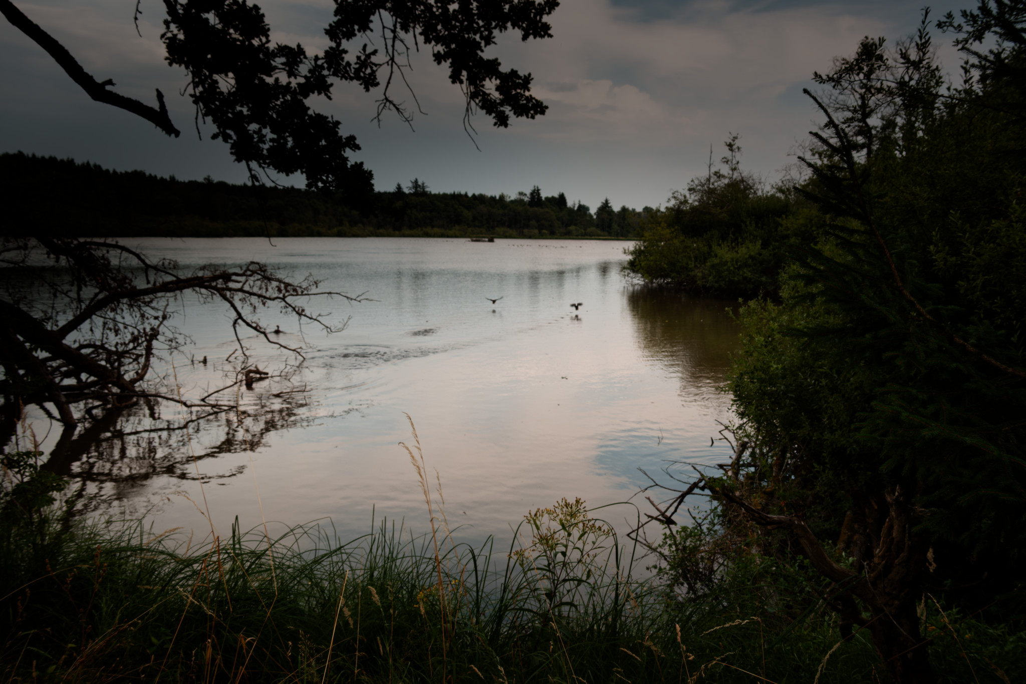 Rothenbachteich-Vogelsberg-