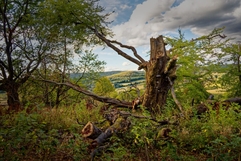 Am-Ernstberg-Hutebuche-Vogelsberg-Vogelsbergliebe.de-