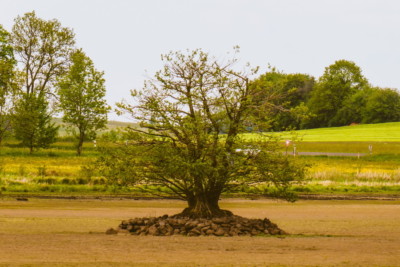 Lieblingsbaum der Silberreiher im Obermooser See
